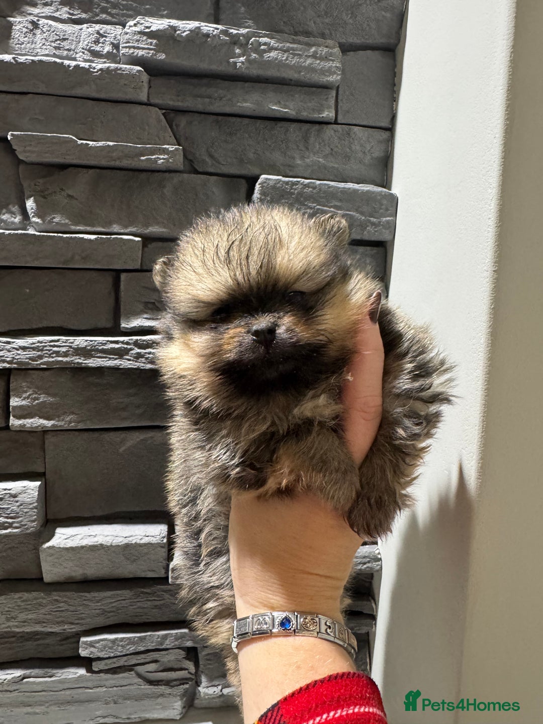Pomeranian dogs for sale: Little male pomeranian - Image 2