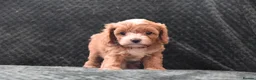 Cavapoo dogs for sale: Toy F1 Cavapoo Puppies Fully Dna Clear. - Advert 9