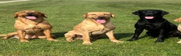 Labrador Retriever dogs for stud: Labrador stud boys in Saltburn-by-the-Sea - Advert 2