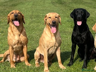 Labrador Retriever dogs in Saltburn-by-the-Sea - Advert 14
