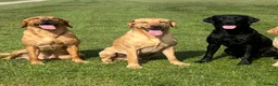 Labrador Retriever dogs for stud: Labrador stud boys in Saltburn-by-the-Sea - Advert 3