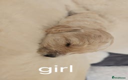 Cockapoo dogs for sale: Beautiful Cockapoo Puppy's  - Image 7