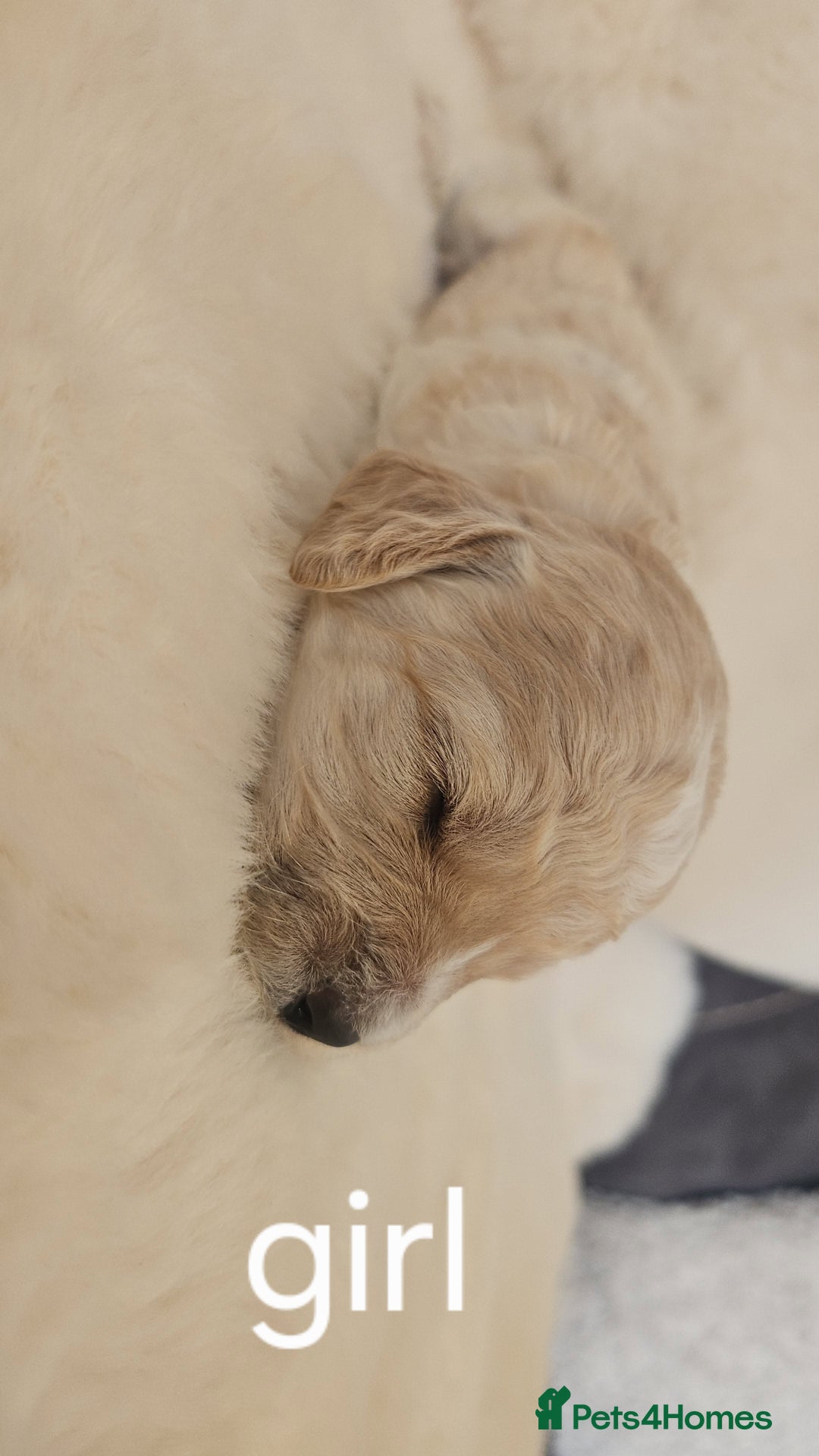 Cockapoo dogs for sale: Beautiful Cockapoo Puppy's  - Image 7