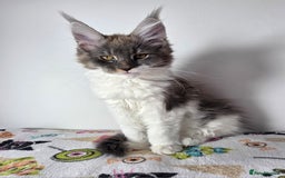 Maine Coon cats for sale: European Line Maine coon ...Ready to go now. - Image 5