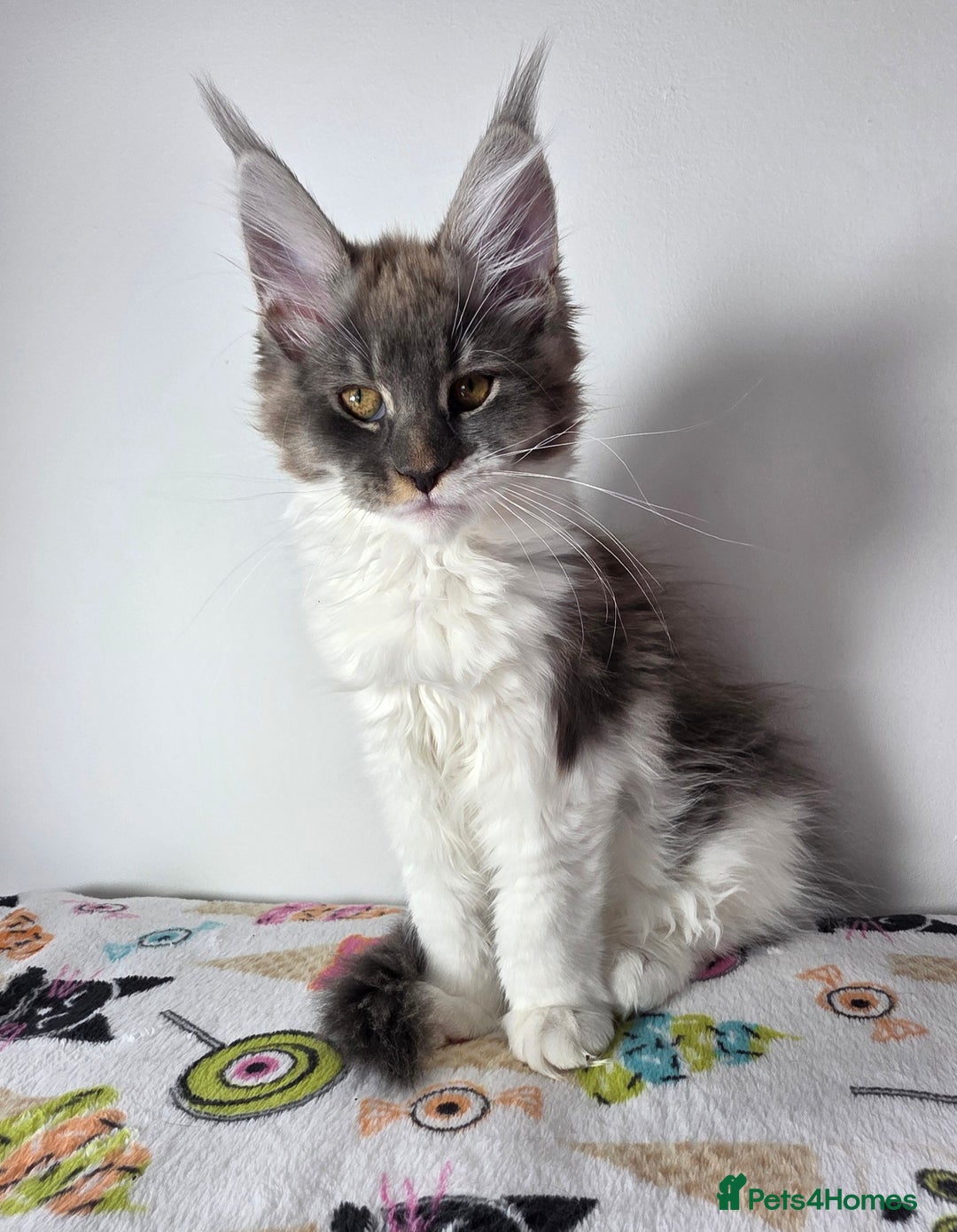 Maine Coon cats for sale: European Line Maine coon ...Ready to go now. - Image 5