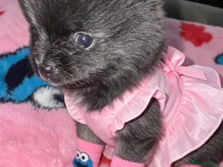 Pomeranian dogs ✨🐾1 Mini Pom Star Left🏆🐶🐾✨ - Advert 4