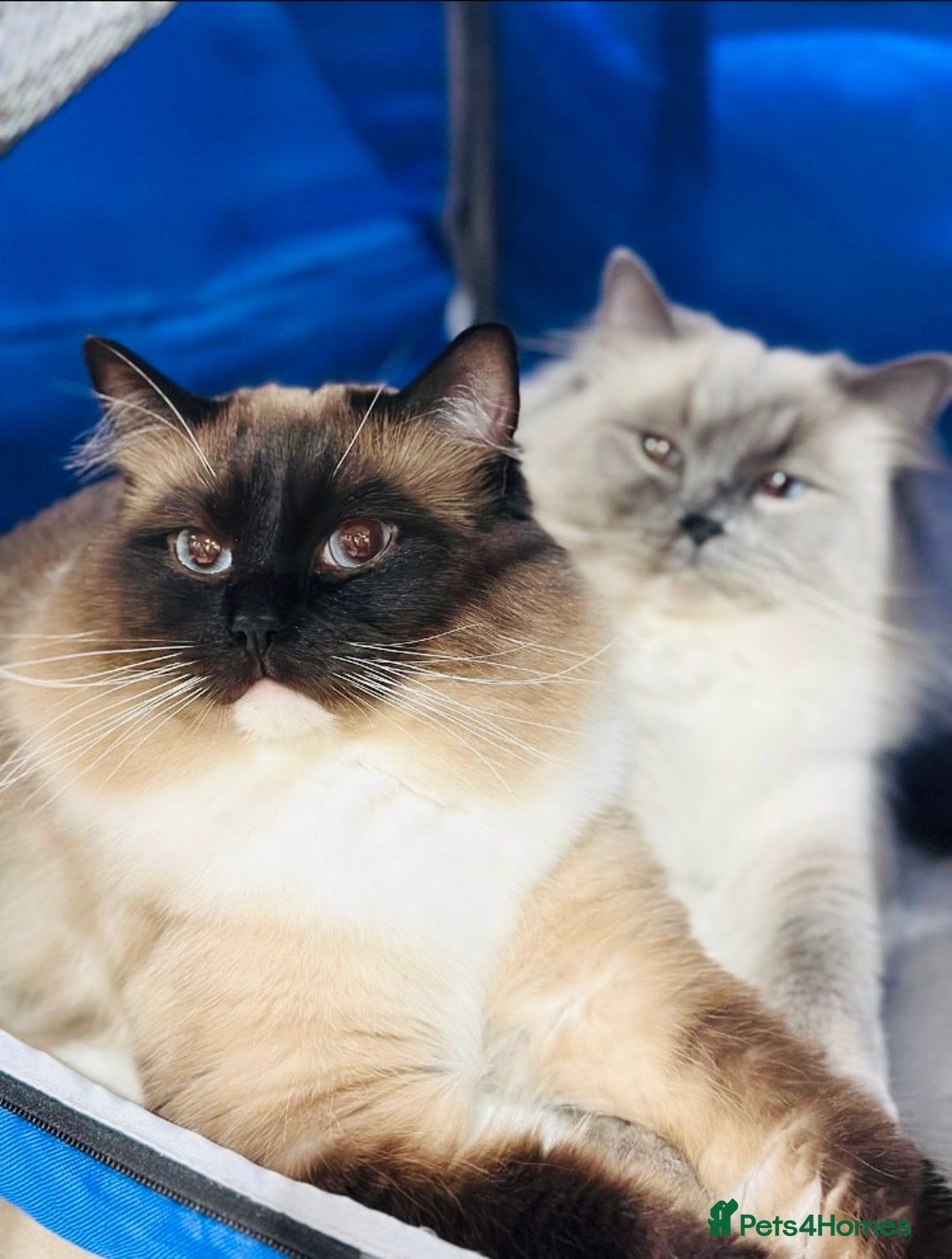 Ragdoll cats for sale: International Champion Pet Boy - Image 5