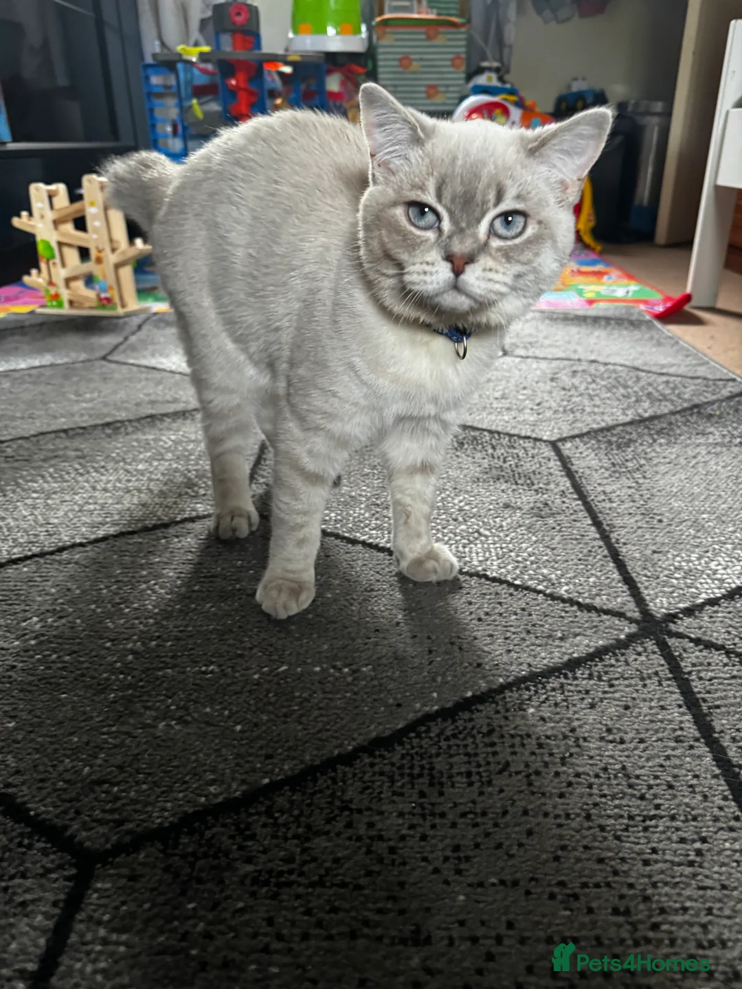 Scottish Fold cats for stud: Lovely Scottish Straight boy for stud in Milton Keynes - Advert 8