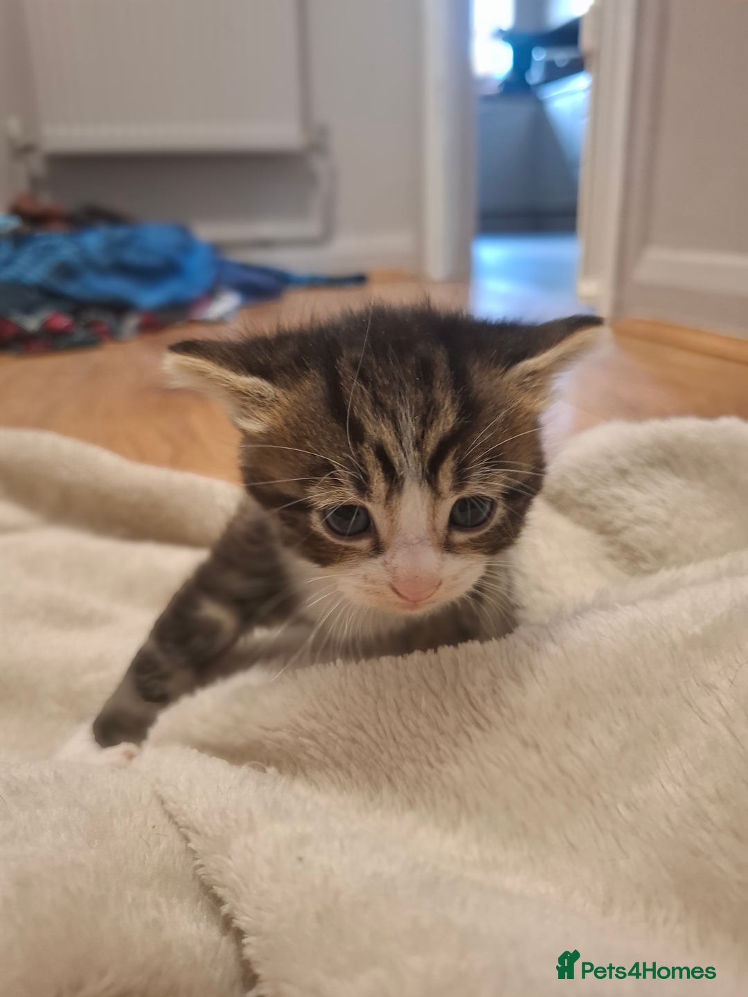 Mixed Breed cats for sale: Mixed colour kittens  - Image 22