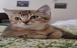 British Shorthair cats for sale: British short hair - Image 4