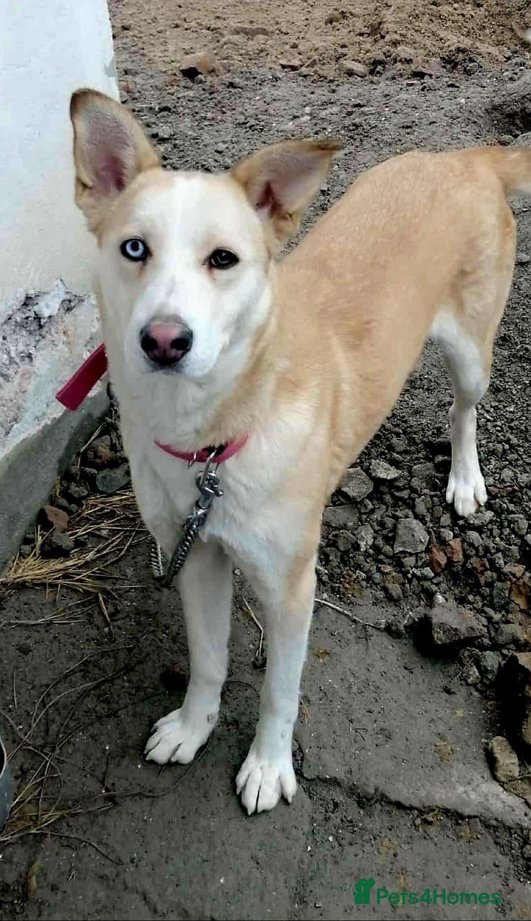 Mixed Breed dogs ❤️🐶 GLORIA – A BEAUTIFUL, LOYAL GIRL  - Advert 2