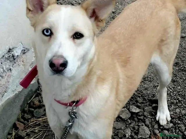 Mixed Breed dogs for adoption: ❤️🐶 GLORIA – A BEAUTIFUL, LOYAL GIRL - Advert 1