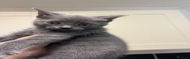 Russian Blue 3