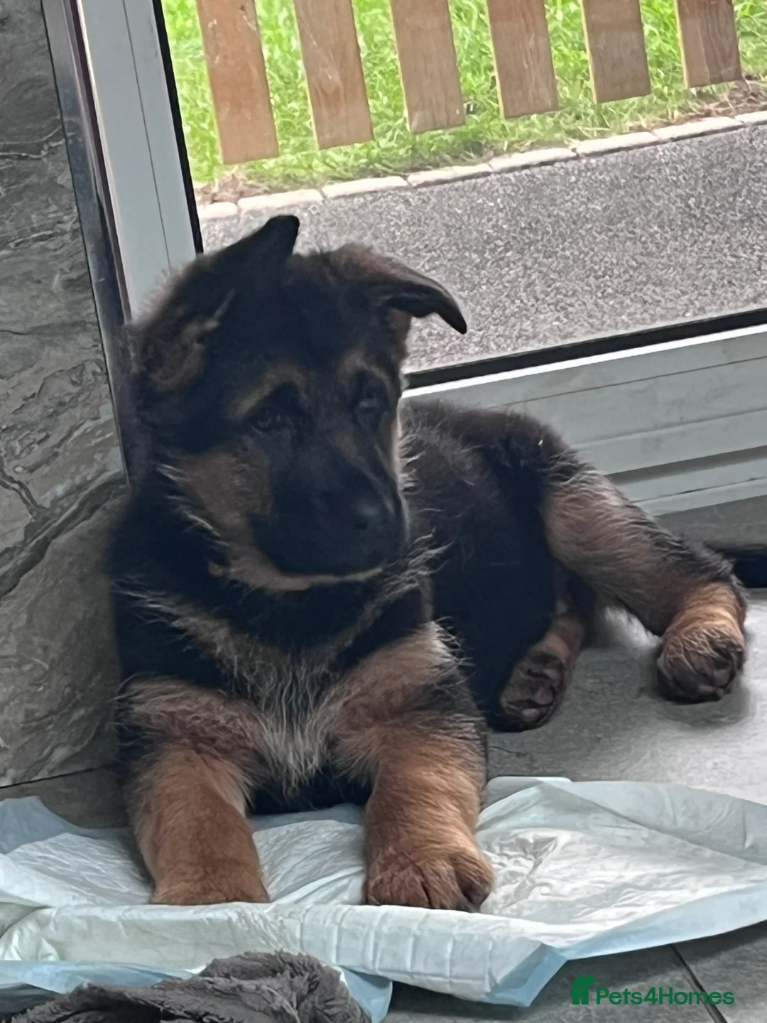 German Shepherd dogs for sale: KC reg German shepherd puppies  - Advert 2
