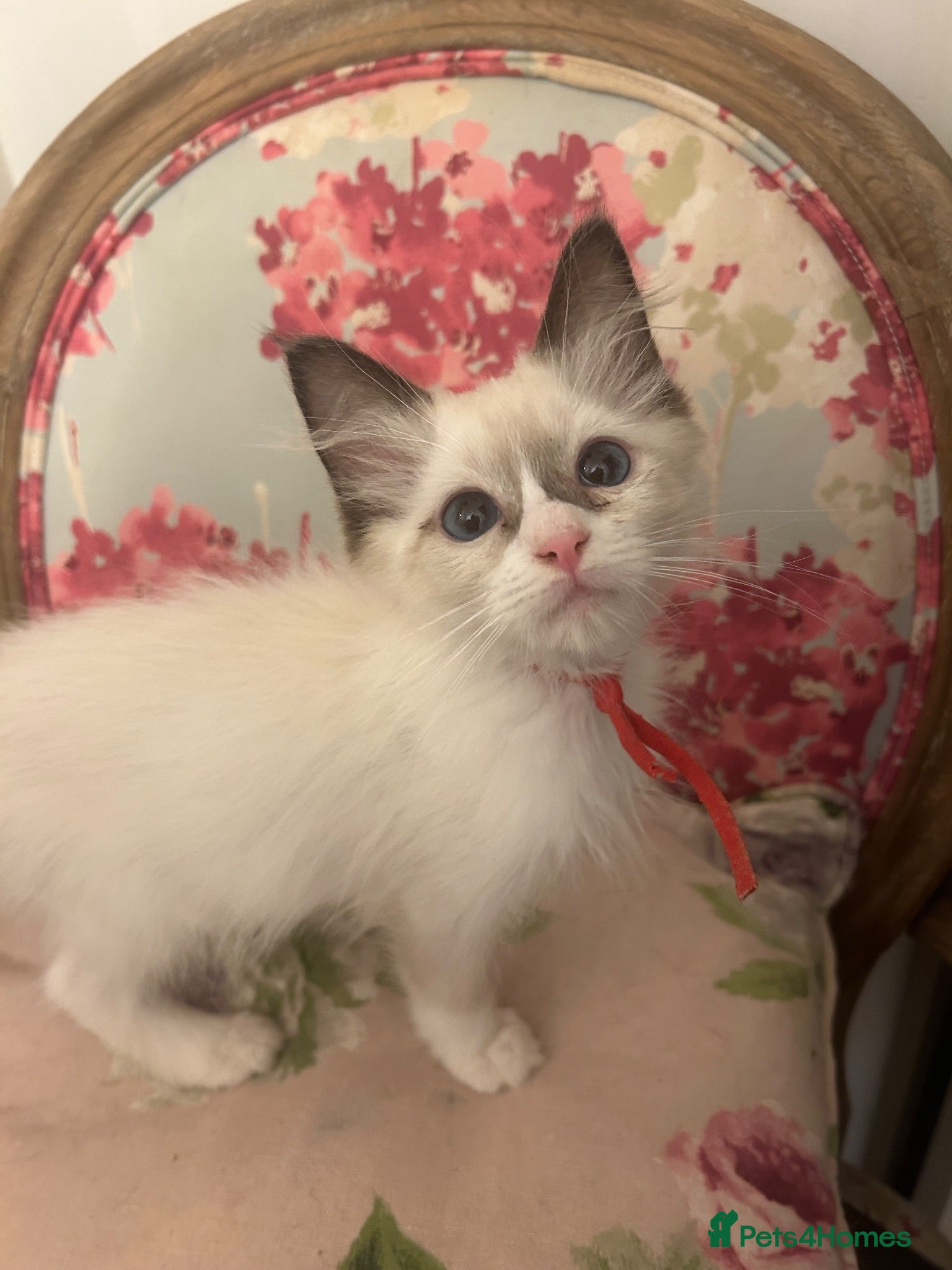Ragdoll cats Pure Ragdoll Kittens 4 Females, 2 Males (REDUCED) - Advert 2