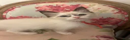 Ragdoll cats for sale: Pure Ragdoll Kittens 4 Females, 2 Males (REDUCED) - Advert 2