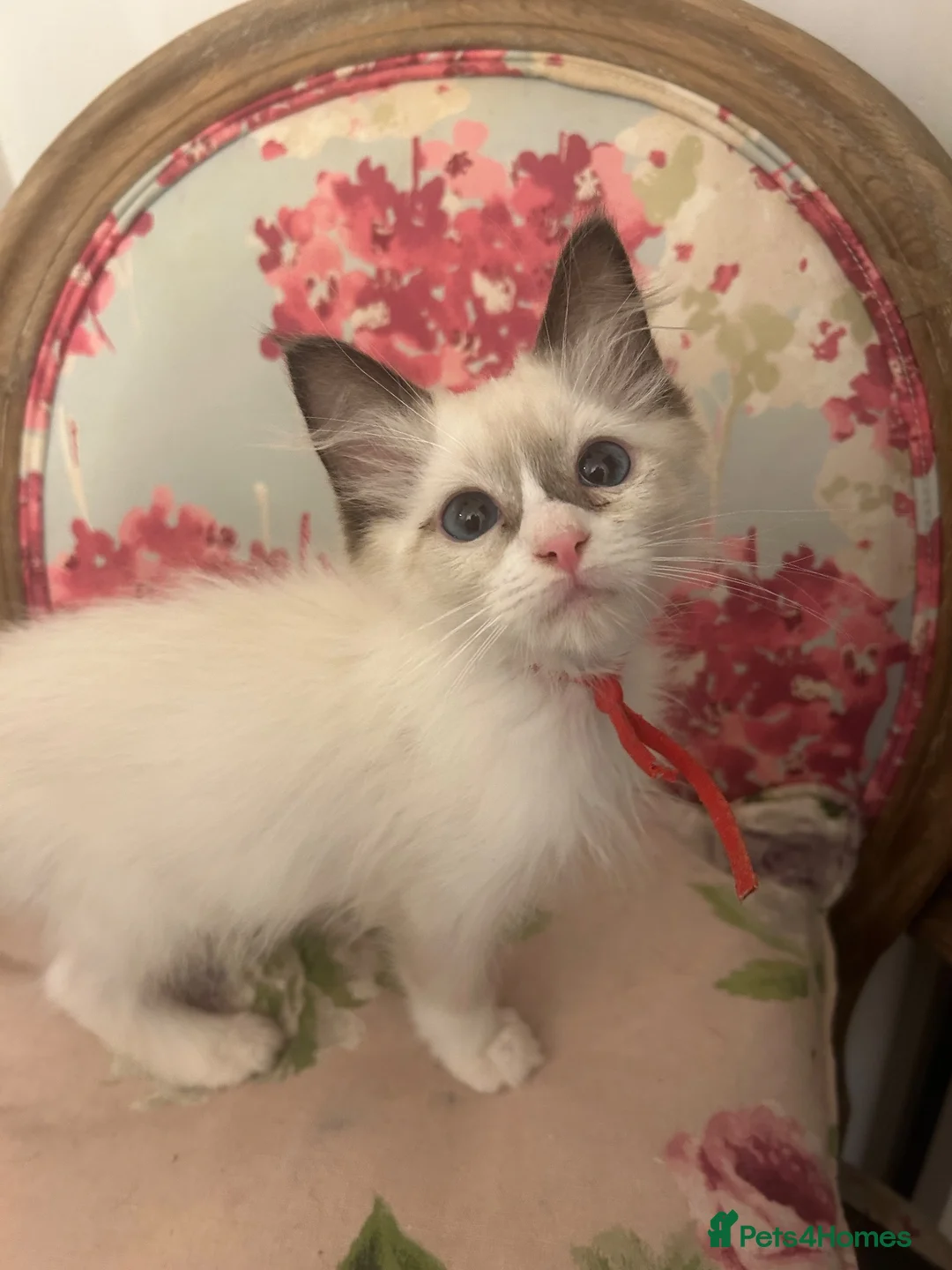 Ragdoll cats for sale: Pure Ragdoll Kittens 4 Females, 2 Males (REDUCED) - Advert 2