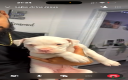 American Bulldog dogs for sale: Puppy - Image 3