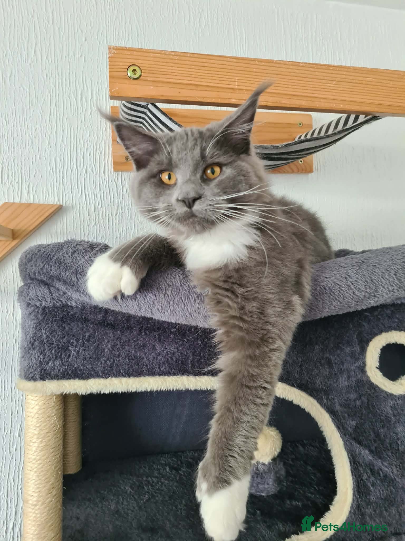 Maine Coon cats 💙 Stunning Blue Boy – Ready Now 💙  - Advert 15