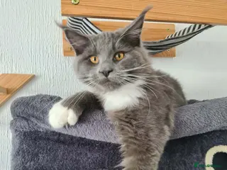 Maine Coon cats 💙 Stunning Blue Boy – Ready Now 💙 - Advert 15