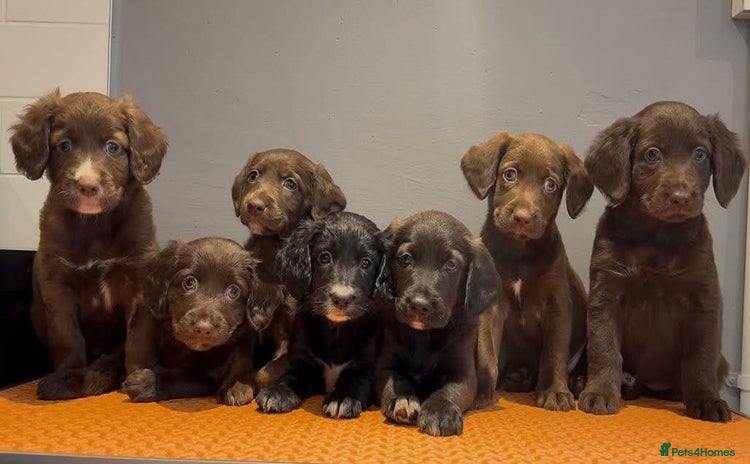 Mixed Breed dogs - Advert 7