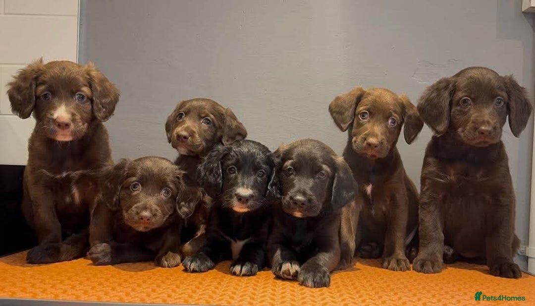 Mixed Breed dogs for sale: Cocker spaniel & boarder collie cross  - Image 1