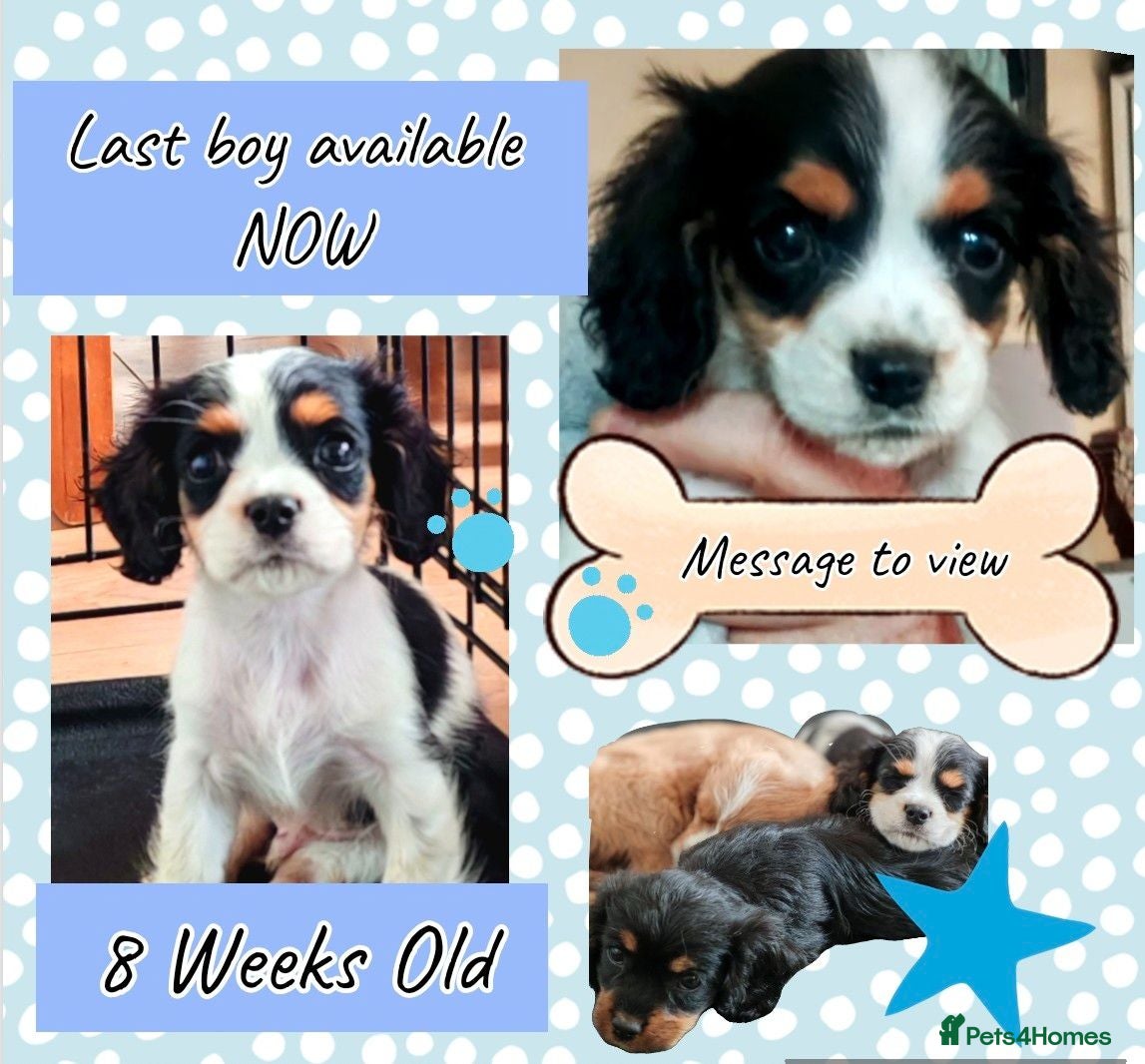 Mixed Breed dogs Ready Now!! Last 2 Cavalier Mix Breed pups - Advert 1