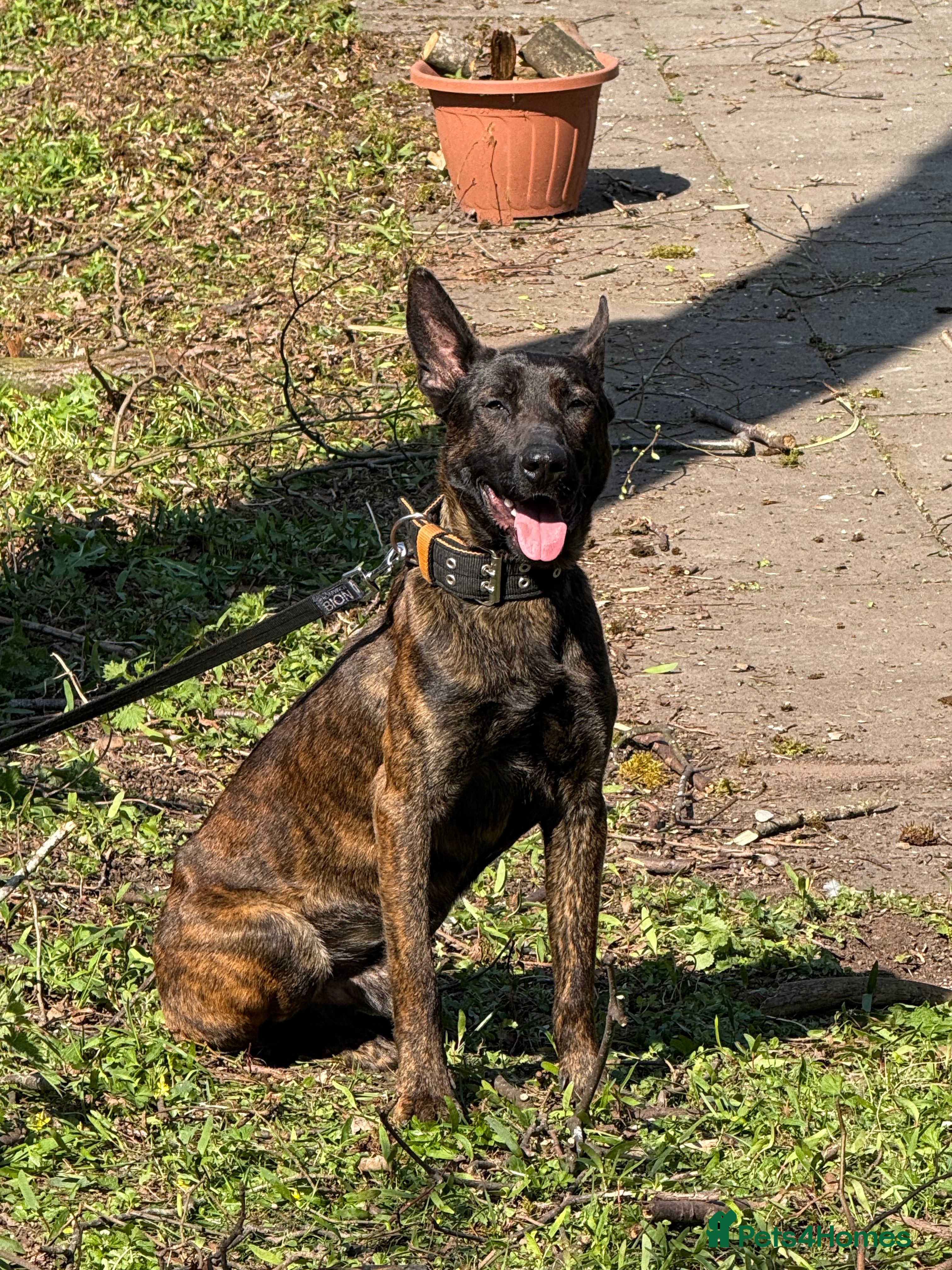 Belgian Shepherd Dog dogs Dutch herder shepherd for stud in Kidderminster - Advert 3