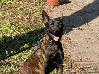 Belgian Shepherd Dog dogs in Kidderminster - Advert 1