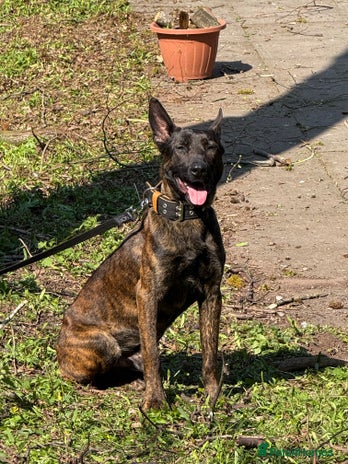 Belgian Shepherd Dog dogs in Kidderminster - Advert 1