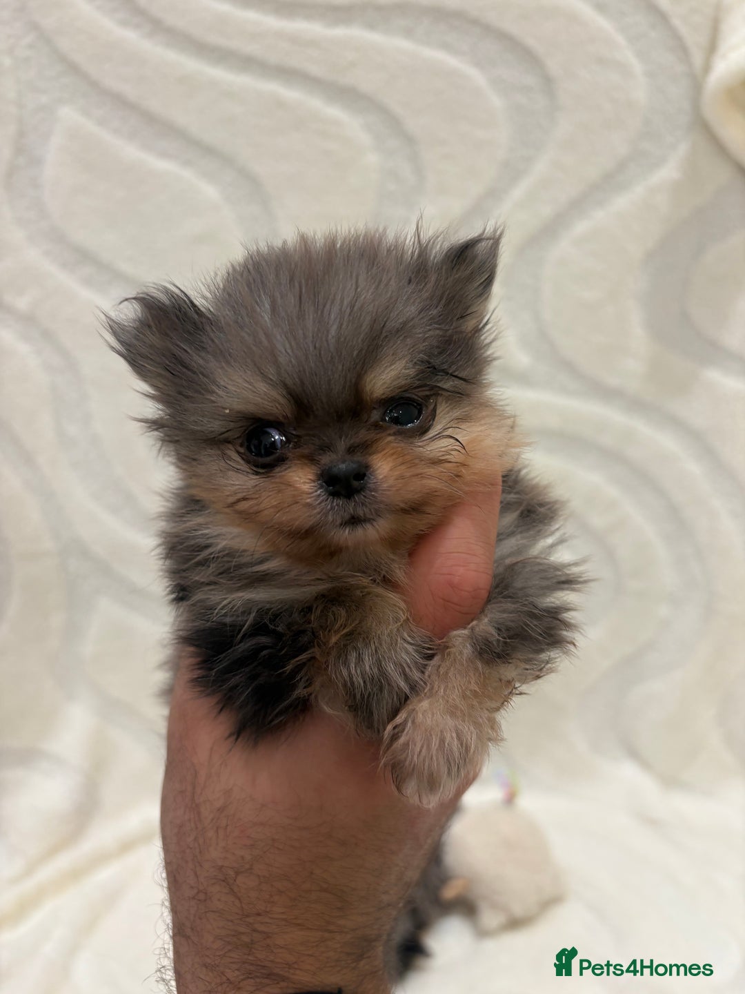 Pomeranian dogs for sale: RARE MINI MERLE FLUFFY POMERANIANS  - Advert 7