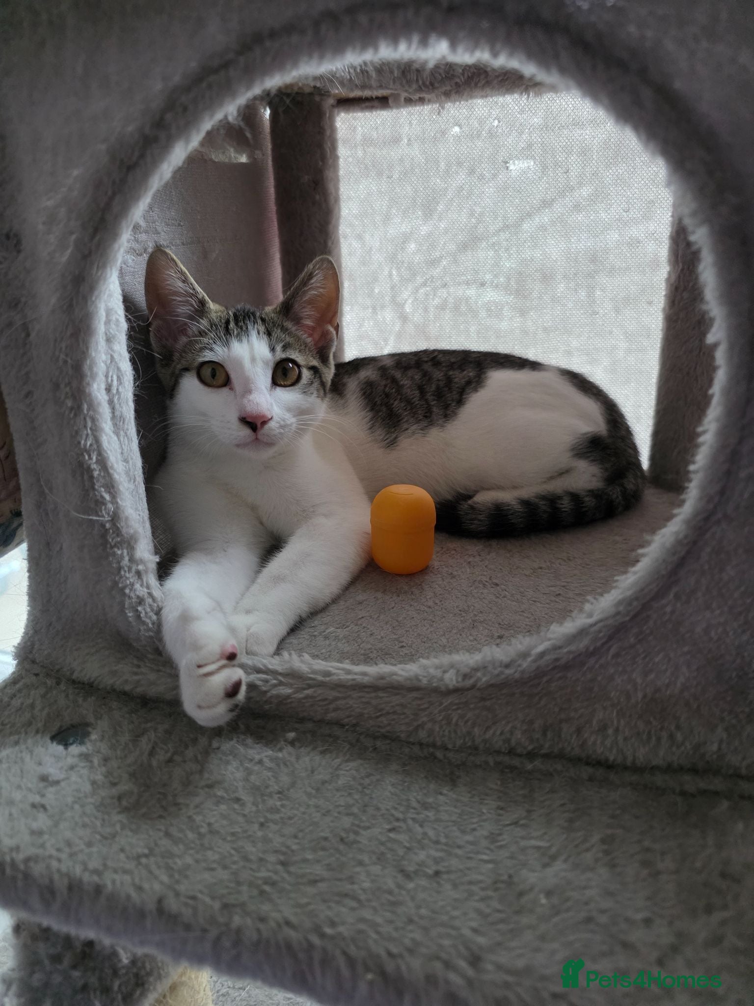 Mixed Breed cats Little girl looking for forever home.  - Advert 3