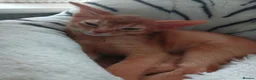 Abyssinian cats for sale: Abyssinian kittens for sale - Advert 6