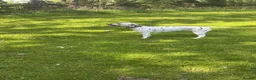 Dalmatian dogs for stud: Sove the saracen stud needed - Advert 6
