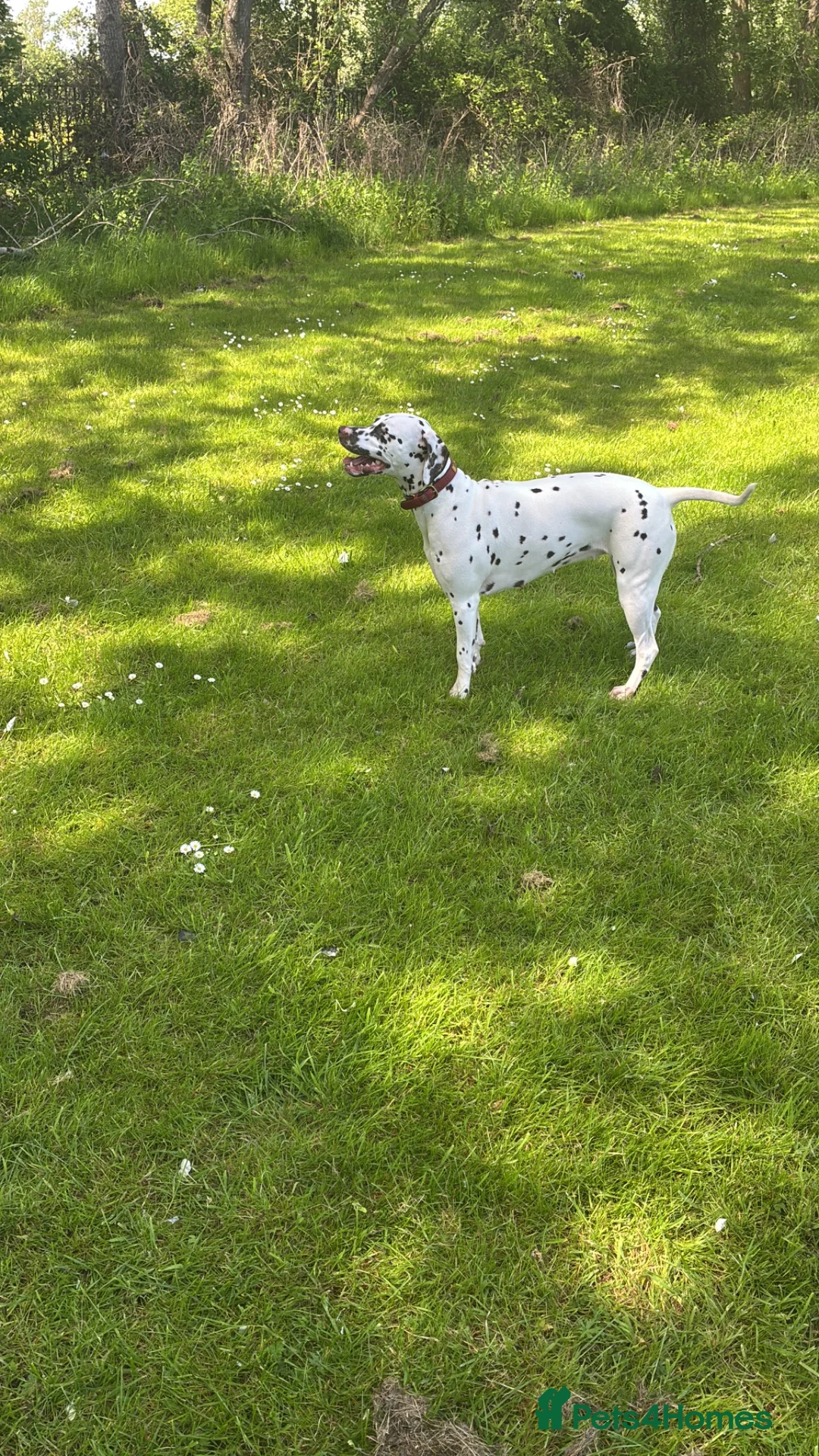 Dalmatian dogs for stud: Sove the saracen stud needed - Advert 6
