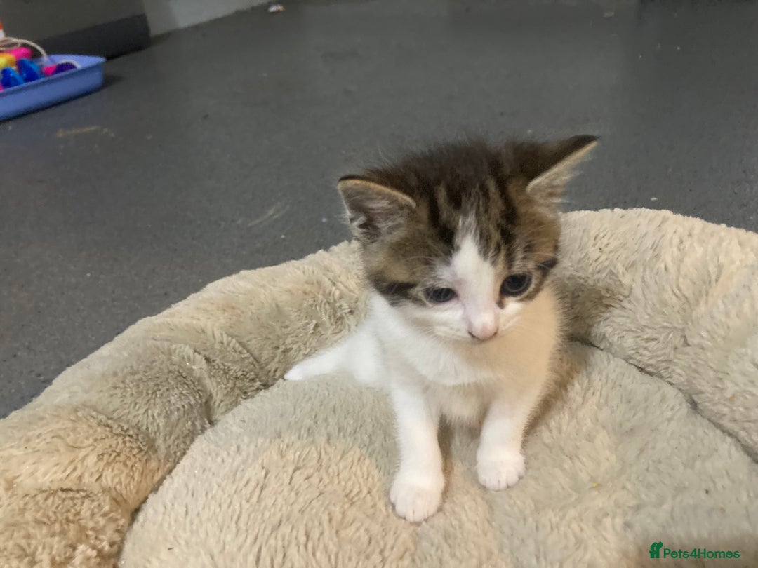 Mixed Breed cats for sale: 4 ADORABLE LITTLE KITTENS 2 BOYS & 2 GIRLS - Advert 6