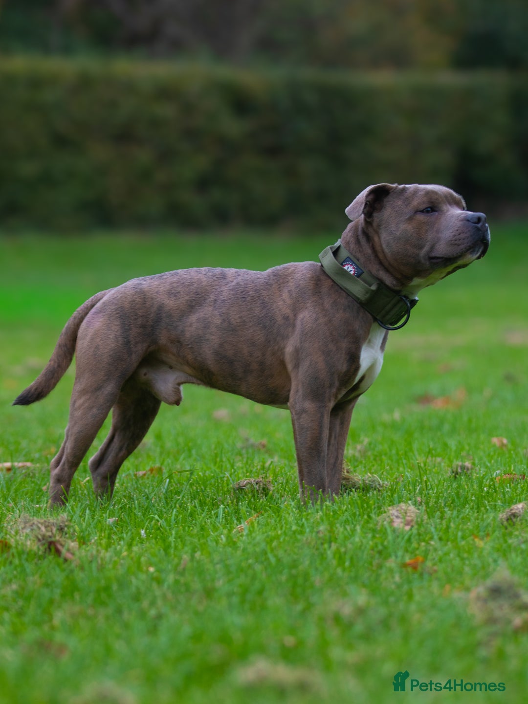 Staffordshire Bull Terrier dogs for stud: Amazing Blue Brindle Staffordshires Bull Terrier  - Image 5