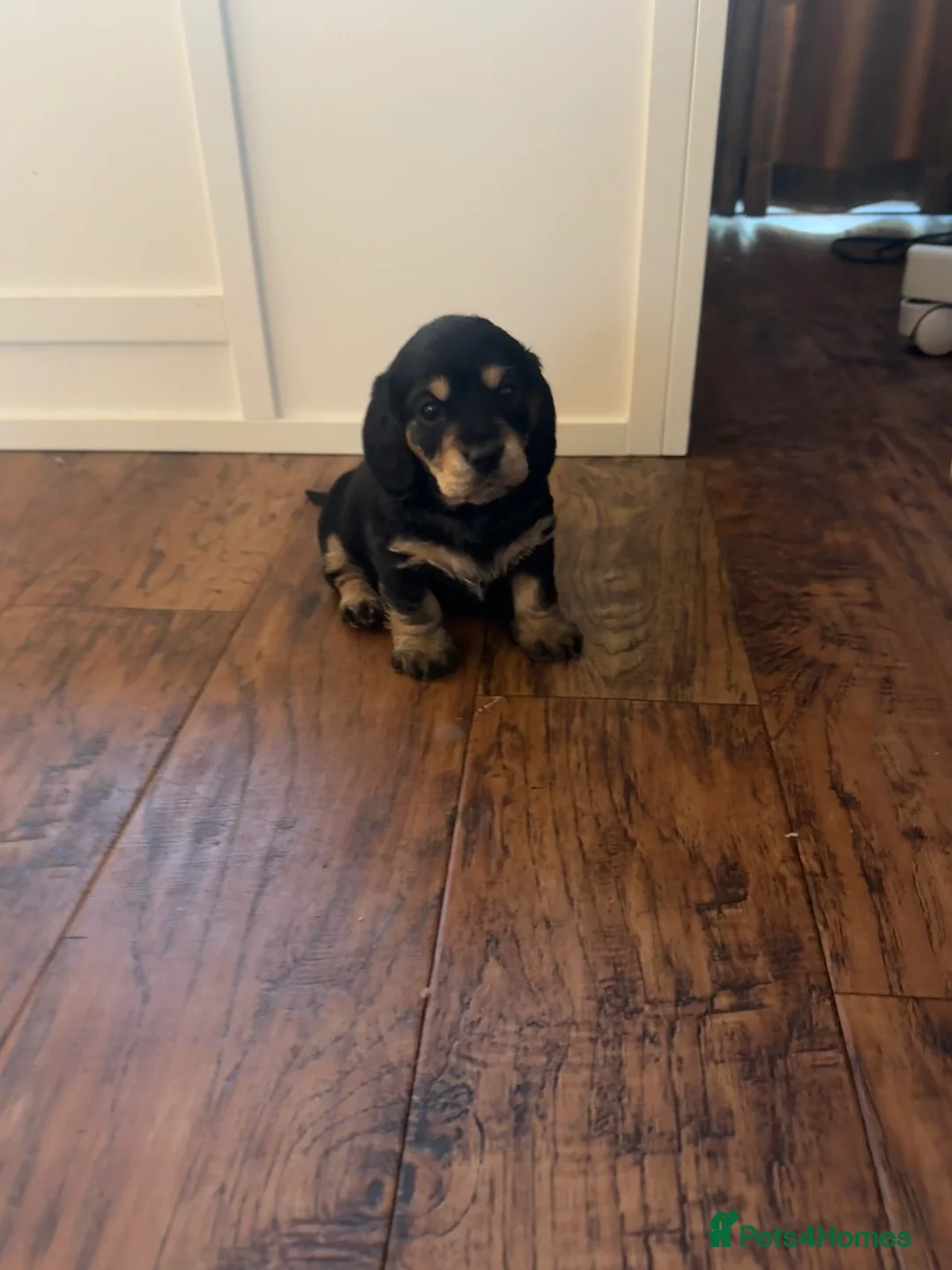 Mixed Breed dogs for sale: Doxiepoos - Advert 2