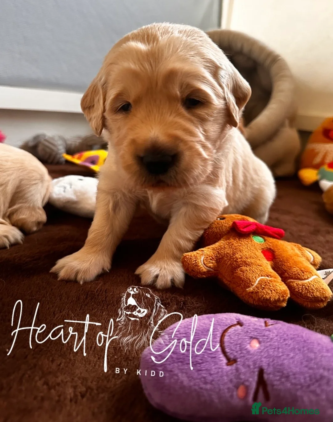 Golden Retriever dogs for sale: KC chunky boys ❤️ Golden Retriever  - Advert 2