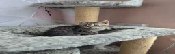 Mixed Breed cats for sale: Last kitten looking lovely new home  - Advert 7
