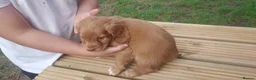 Cocker Spaniel dogs for sale: Health tested cocker spaniel puppies - Advert 8