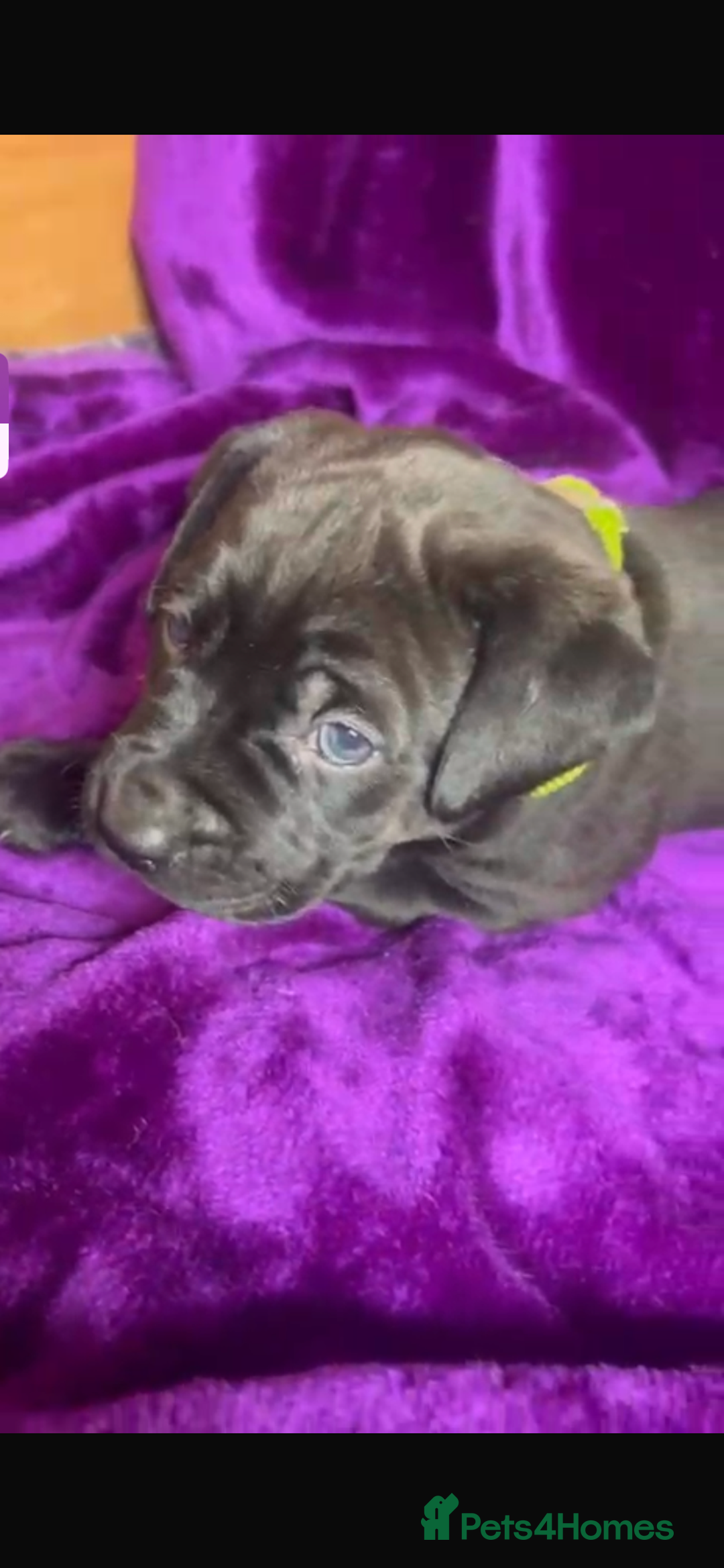 Mixed Breed dogs for sale: Cane Corso × Rottweiler/Bordeaux Puppies All Girls - Image 18