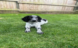 Sprocker dogs for stud: Sprocker Stud Dog - working line, 1 year old - Image 11
