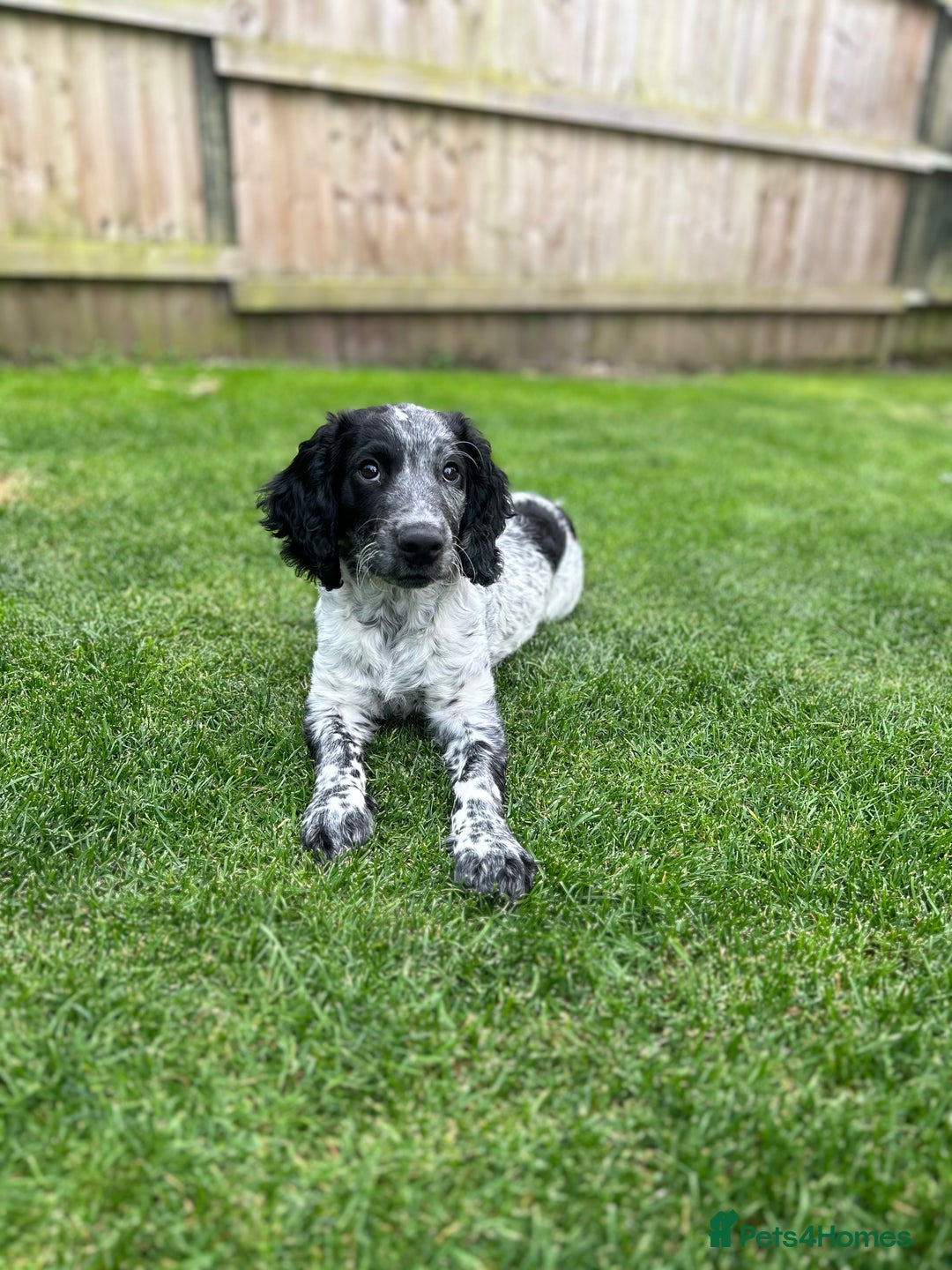 Sprocker dogs for stud: Sprocker Stud Dog - working line, 1 year old - Image 11