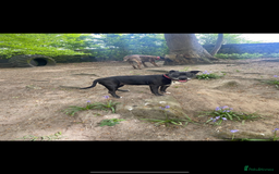 Staffordshire Bull Terrier dogs for sale: Loyal Older Lady looking for quiet life of leisure - Image 2