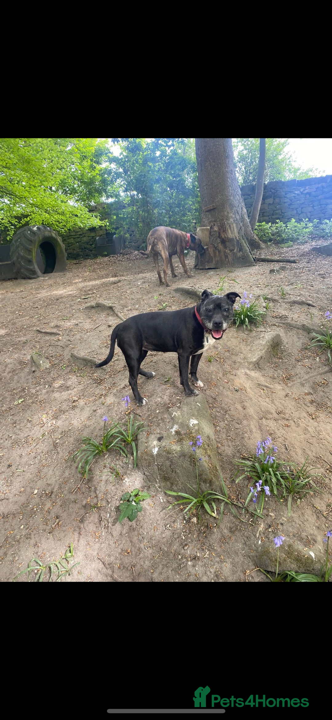 Staffordshire Bull Terrier dogs for sale: Loyal Older Lady looking for quiet life of leisure - Image 2