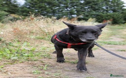 Mixed Breed dogs for adoption: 💖🐶 MARY 🐶💖 - Image 13