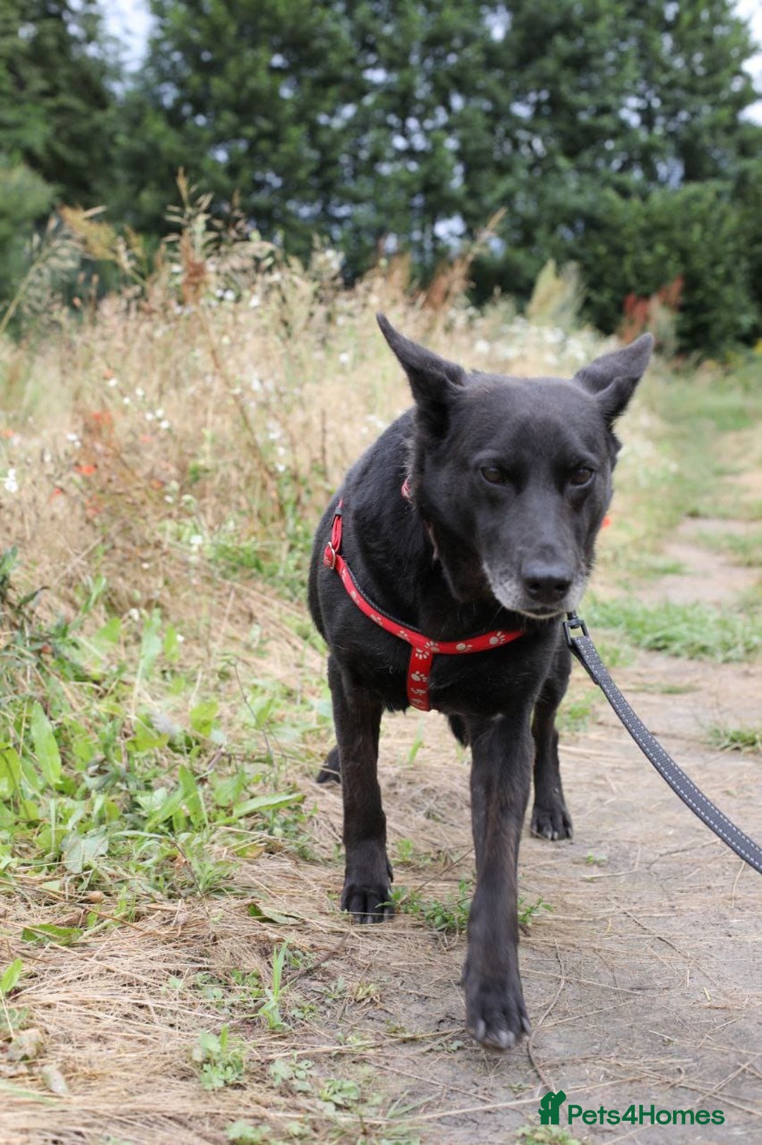 Mixed Breed dogs for adoption: 💖🐶 MARY 🐶💖 - Image 13