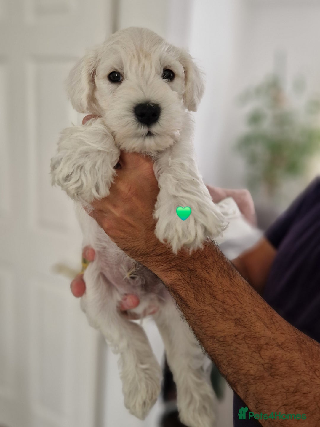 Miniature Schnauzer dogs for sale: Pure White Miniature Schnauzer puppies - Image 9