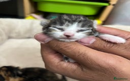 Bengal cats for sale: Rare Bengal Breed In White and Grey Ginger - Image 10